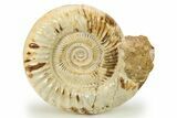 Jurassic Ammonite (Kranosphinctes) - Madagascar #273721-1